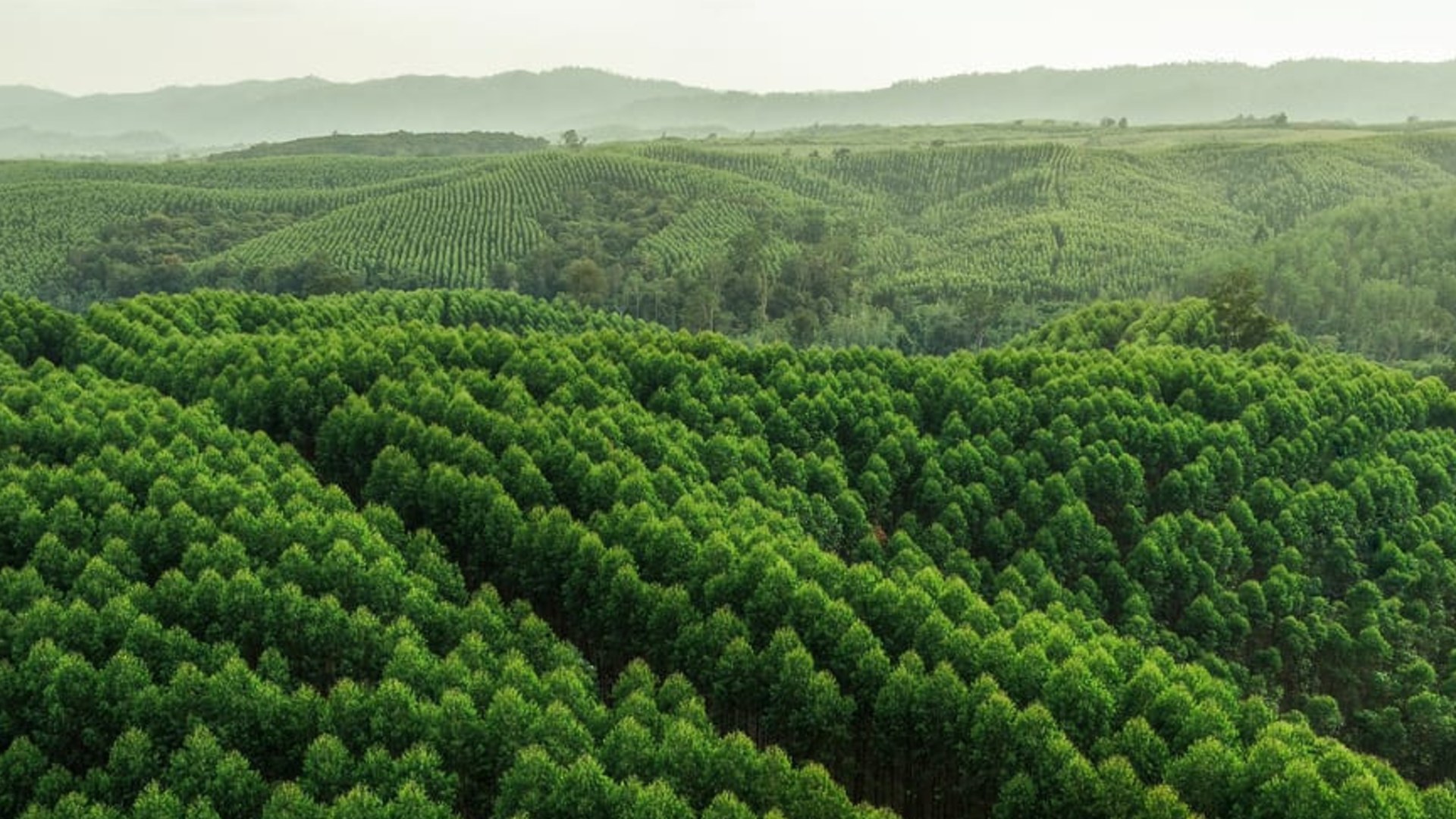Potret Krisis Ekologis di Kawasan Hutan